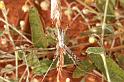 Argiope_syrmatica_D3512_Z_90_Karinji NP_Australie